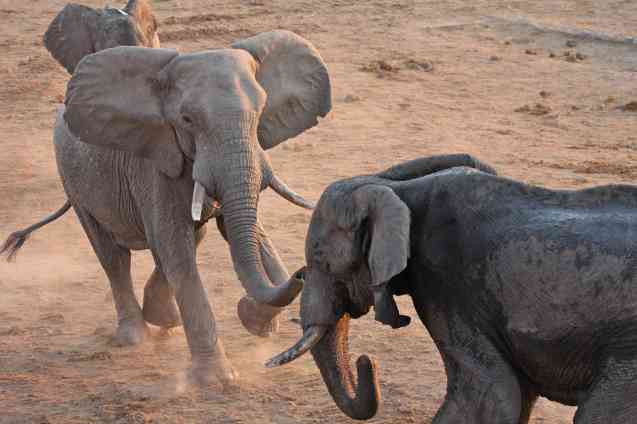 Big Five Safari
